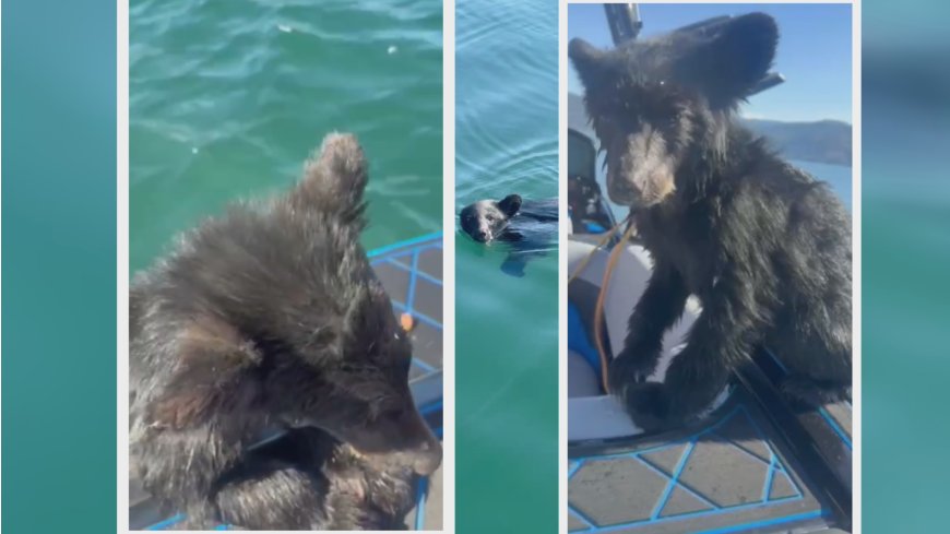 Bear cub rescued from Okanagan Lake faces uncertain future