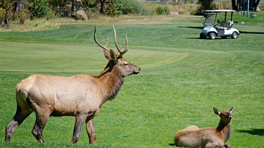 Bull elk in Colorado nicknamed 'Smash' is chasing off trucks and golf carts