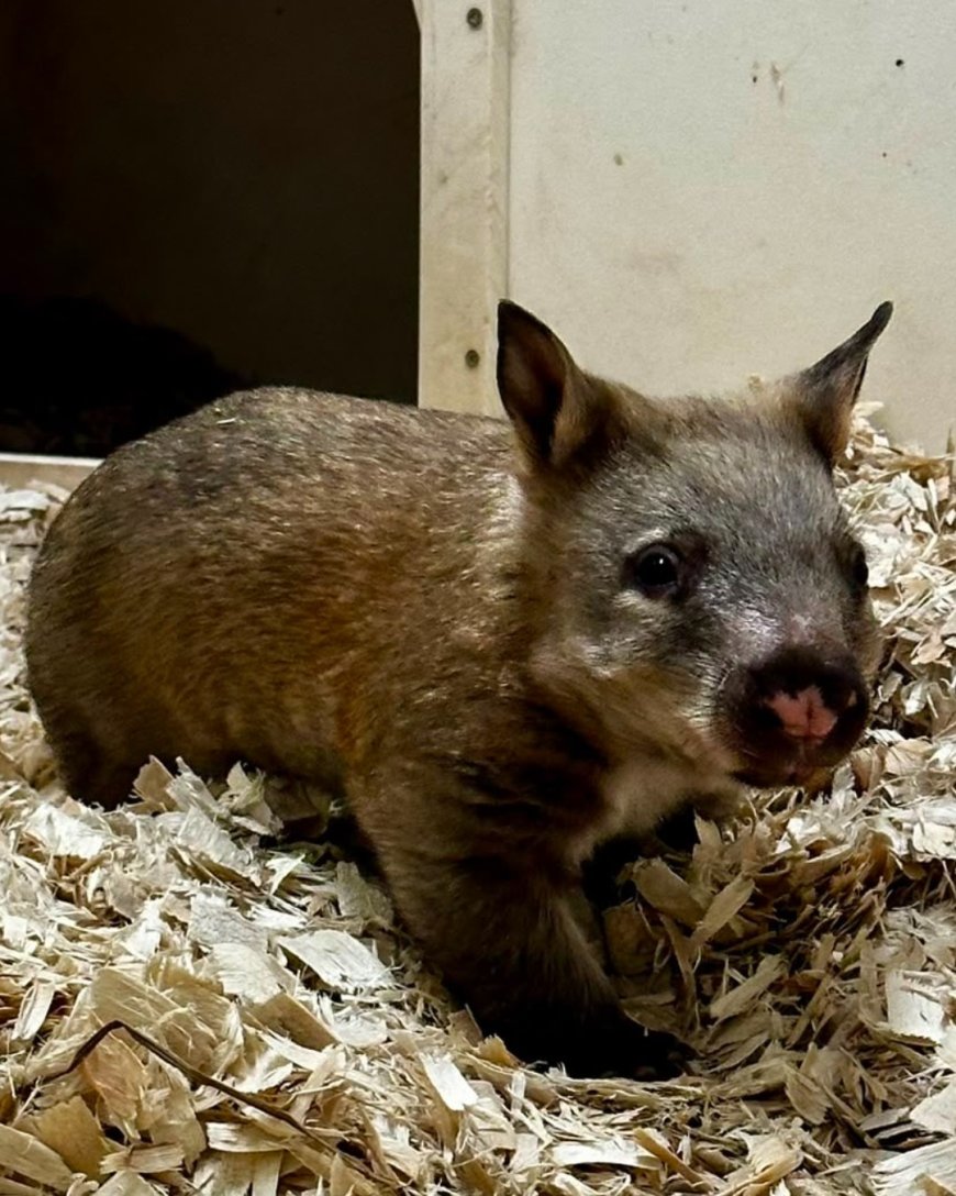 Toronto Zoo seeking names for ‘little potato’ baby wombat