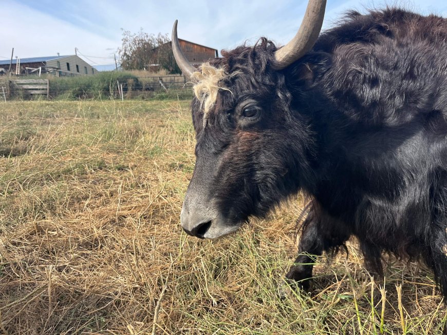 From meat to the saddle: B.C. rancher trains yaks to carry riders