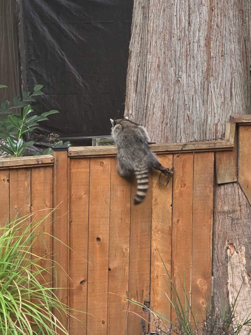 Raccoon euthanized after leg caught in trap in Langley