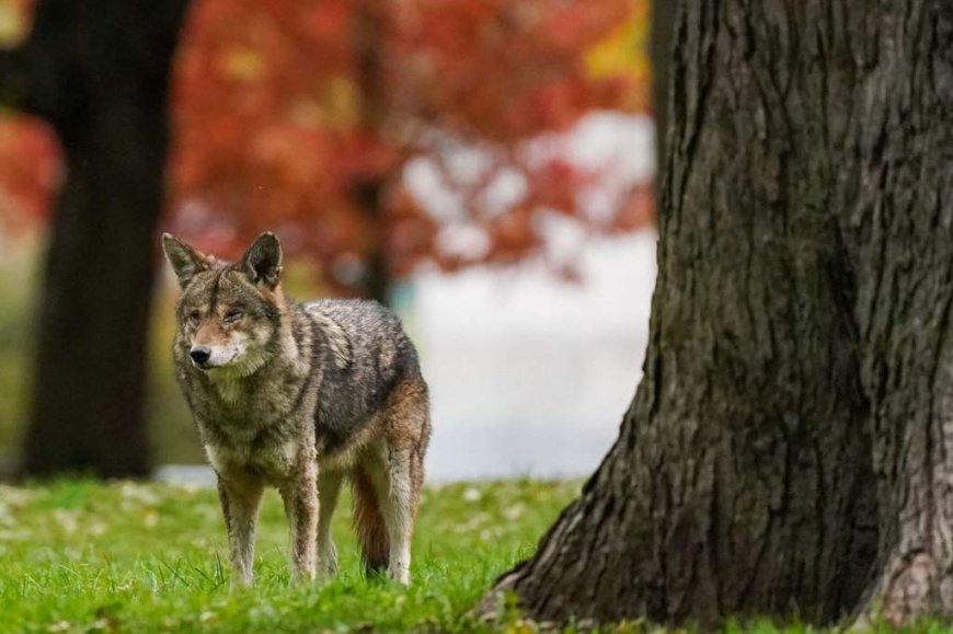Parts of Nova Scotia national park closed temporarily after coyote bite: Parks Canada