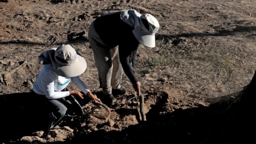 Mexico: 1,600 Baby Teeth Found in Cartel Mass Grave