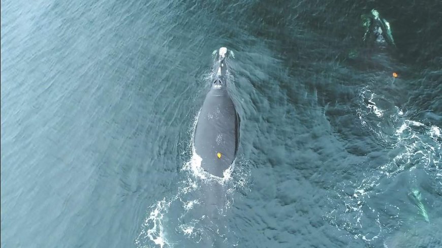 North Atlantic right whales feed closer to surface increasing collision risk: study