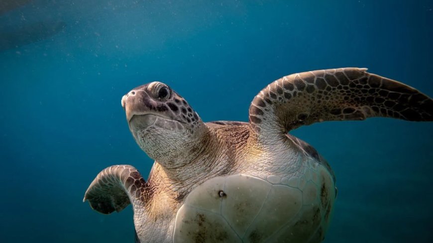 Ukrainian influencers filmed themselves sitting on top of sea turtle while it tries to lay eggs