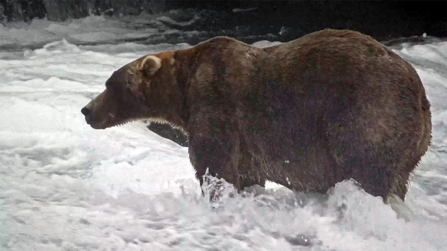 The Champion of chonk: Backpack takes the 2026 Fat Bear Week crown at Katmai National Park