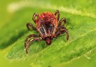 TOTAL CHIGGER DEATH: Why Trump’s New Executive Order on Disease-Carrying Pests Can’t Come a Moment Too Soon