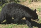 Bear attack leaves 2 people injured outside their home in Idaho, authorities say