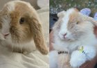 Family ‘absolutely devastated’ after Biscuit the bunny stolen at Markham Fair