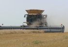 Manitoba farmers behind on harvest, but optimistic about catching up