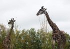 Toronto Zoo sees drop in 2026 visitors due to wildfire smoke, extreme heat