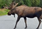 Huge bull moose stuck in Montana skate park had to be tranquilized in order to be rescued