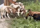 Manitoba farmer whose animals were stolen hails new RCMP cattle cops