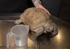 Support pours in for tortoise ahead of surgery