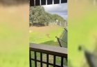 Viewer Discretion Advised: Learn How Suicide By Tiger Is Emblematic Of A Culture That Has Been Programmed To Self Destruct