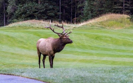 Viral video shows massive elk smash car window with brute force in Colorado