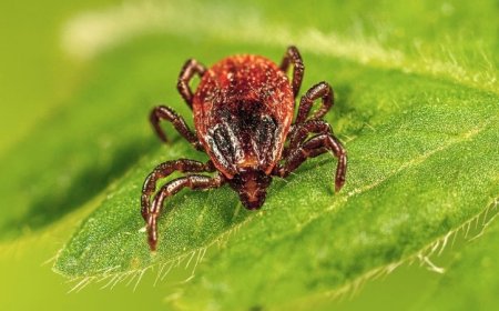 TOTAL CHIGGER DEATH: Why Trump’s New Executive Order on Disease-Carrying Pests Can’t Come a Moment Too Soon