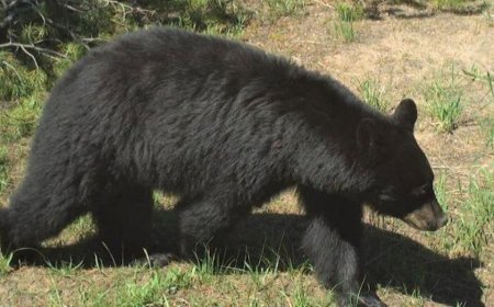 Bear attack leaves 2 people injured outside their home in Idaho, authorities say