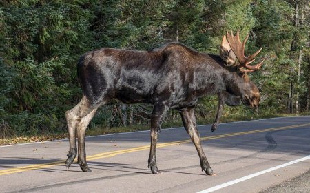 Enormous moose gets slammed to the pavement in viral video of a street brawl in Colorado