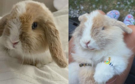 Family ‘absolutely devastated’ after Biscuit the bunny stolen at Markham Fair