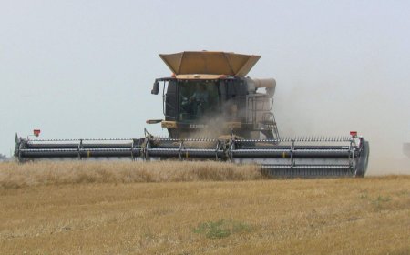 Manitoba farmers behind on harvest, but optimistic about catching up