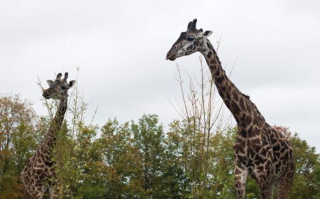 Toronto Zoo sees drop in 2026 visitors due to wildfire smoke, extreme heat