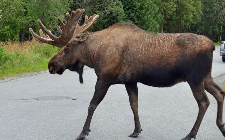 Huge bull moose stuck in Montana skate park had to be tranquilized in order to be rescued