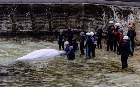 Another Marineland whale dies at Shedd Aquarium in Chicago