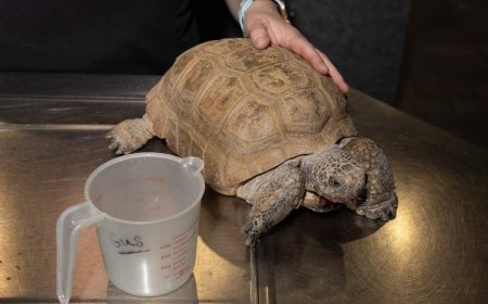 Support pours in for tortoise ahead of surgery