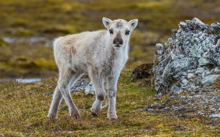 Prepare yourself for a look at a rare albino caribou calf photographed possibly for the first time