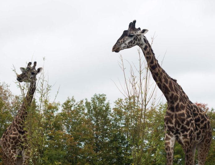 Toronto Zoo sees drop in 2026 visitors due to wildfire smoke, extreme heat