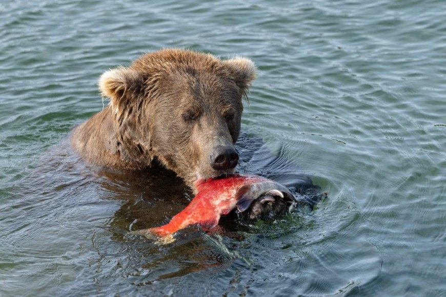 Fat Bear Week crowns its heavyweight champion: 89 Backpack