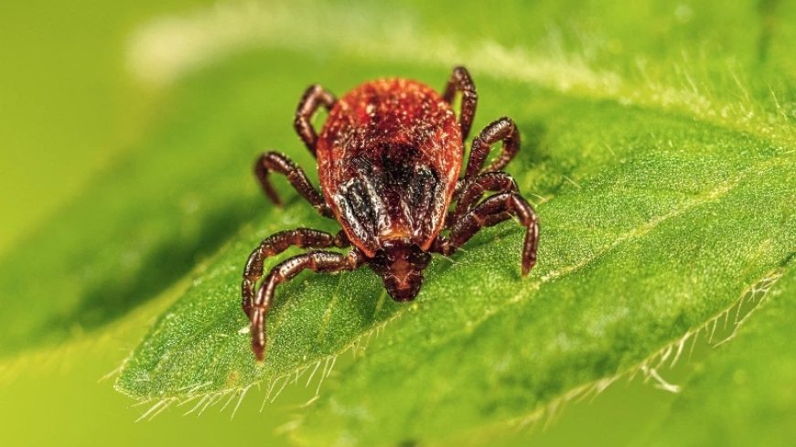 TOTAL CHIGGER DEATH: Why Trump’s New Executive Order on Disease-Carrying Pests Can’t Come a Moment Too Soon