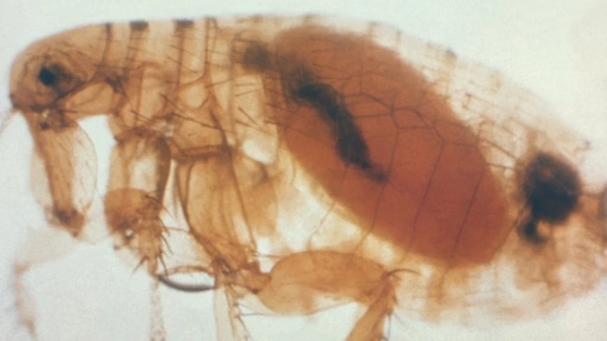 Another Wuhan? Russia Accused of Covering Up Plague Lab-Leak as Scientist Dies