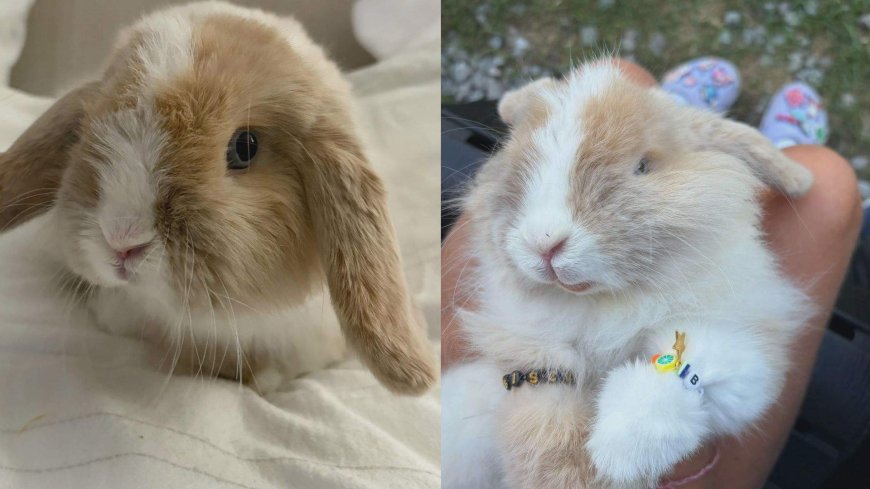 Family ‘absolutely devastated’ after Biscuit the bunny stolen at Markham Fair