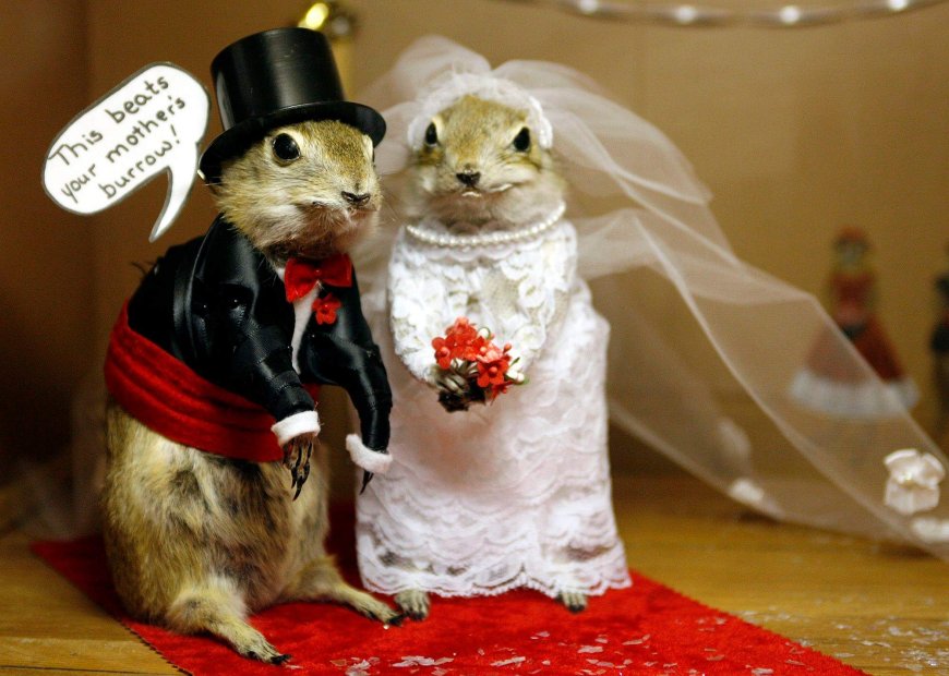 Alberta’s stuffed gopher museum closes as owners seek new burrow