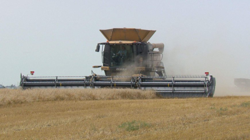 Manitoba farmers behind on harvest, but optimistic about catching up
