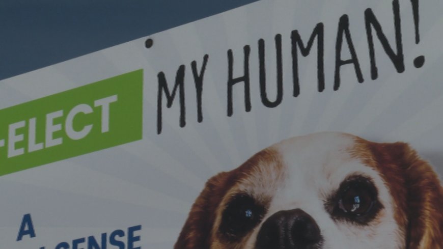 Municipal election candidates turn to humour, stunts and social media to stand out