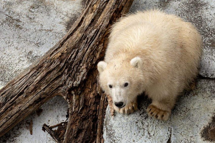 Polar bear cub ready for visitors at Winnipeg zoo, as poll opens for his name