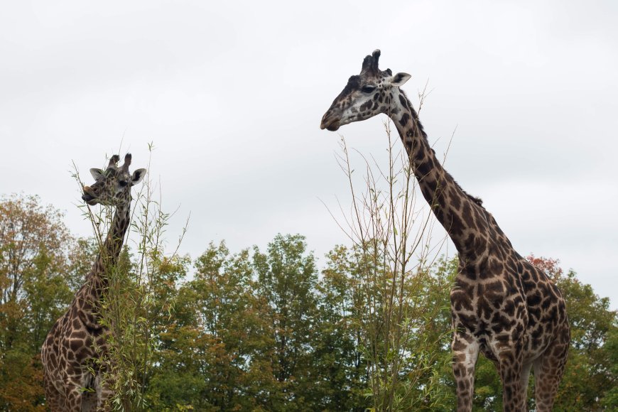 Toronto Zoo sees drop in 2026 visitors due to wildfire smoke, extreme heat