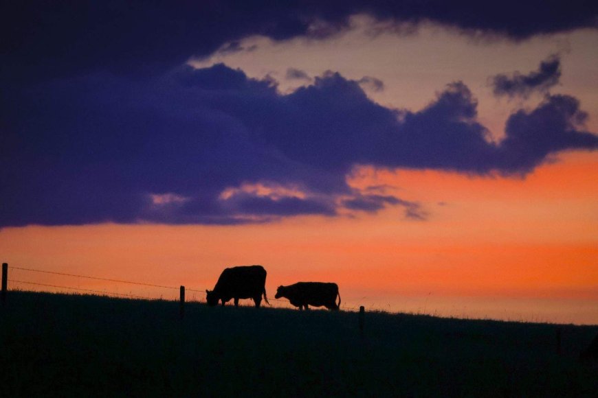 Manitoba to fund officer dedicated to livestock theft