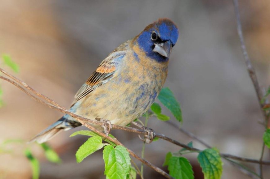 Man arrested at Miami airport after allegedly smuggling birds in underwear