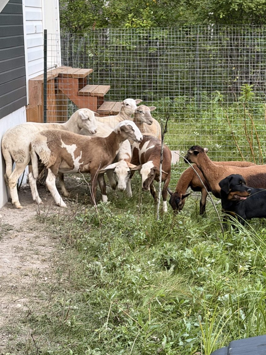 Manitoba farmer whose animals were stolen hails new RCMP cattle cops